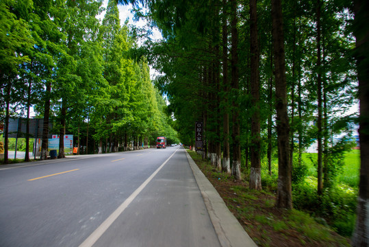 道路旁的行道树