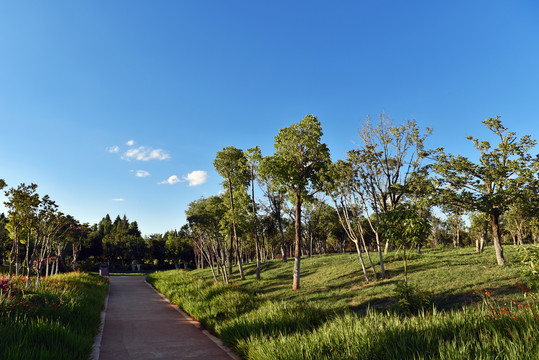 蓝天白云阳光绿树公园