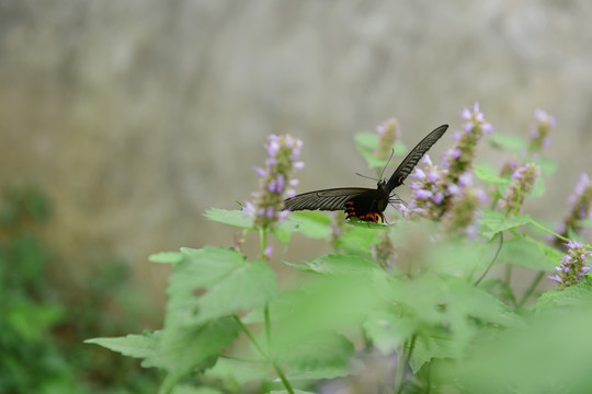 蝶恋花野花壁纸背景