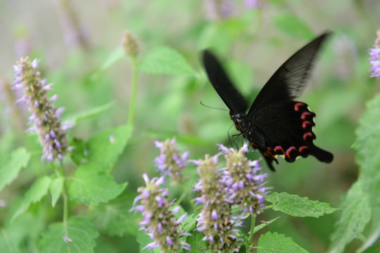 花丛里的黑色的蝴蝶