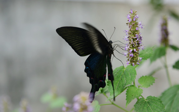 蝶恋花