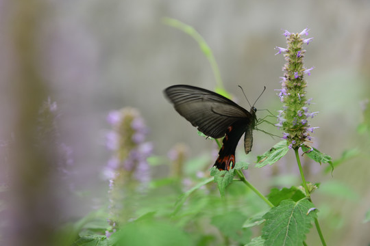 蝶恋花