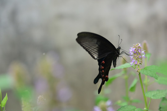 蝶恋花