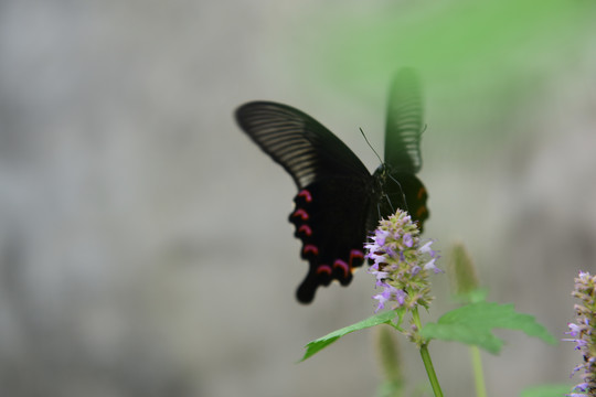 蝶恋花