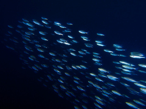 水族馆