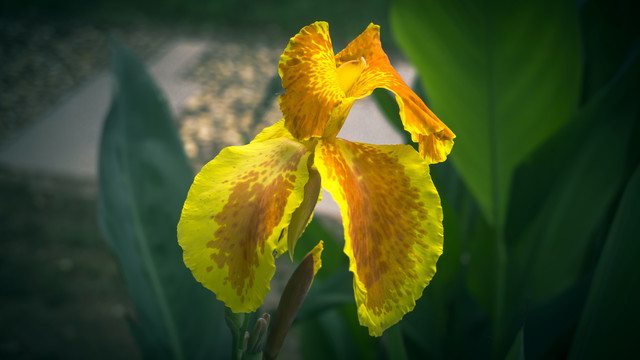 黄芭蕉