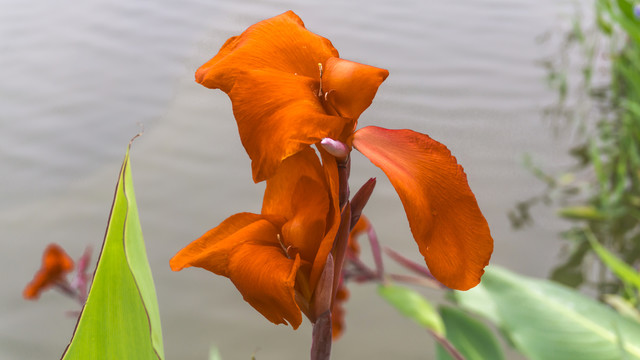 红芭蕉