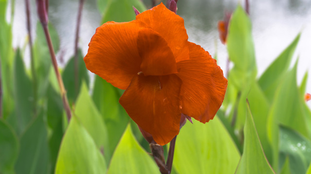 红芭蕉