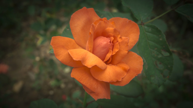 美丽花卉