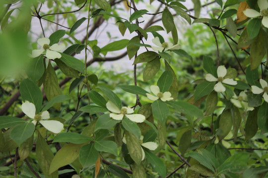 四照花