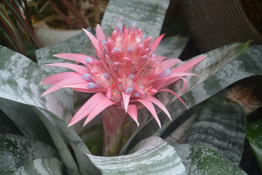 粉菠萝