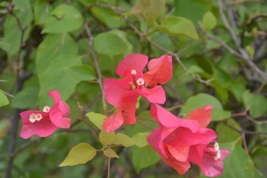 叶子花