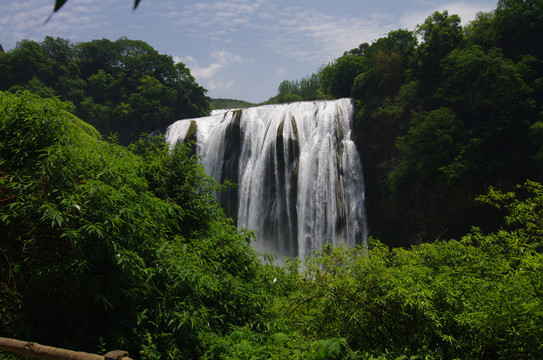 黄果树