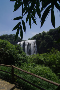 黄果树