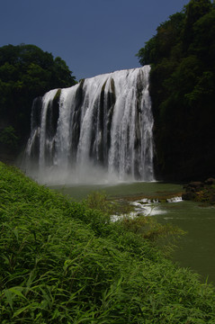 黄果树