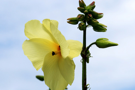 漏芦花