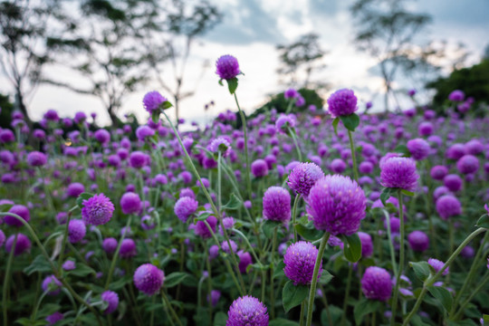 紫色花卉千日红