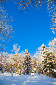 黑龙江省双峰林场雪乡