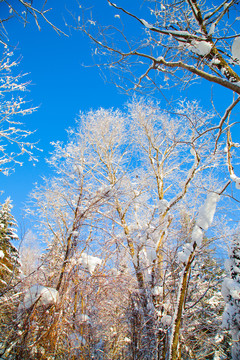 黑龙江省双峰林场雪乡