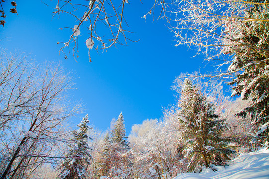 黑龙江省双峰林场雪乡