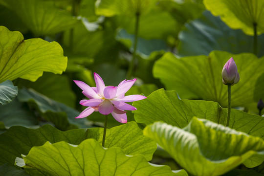 荷花