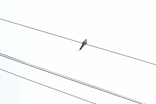 电线上休息的燕子