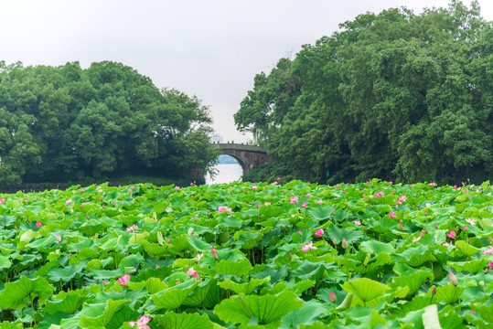 杭州西湖曲院风荷夏天