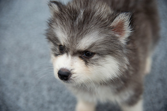 哈士奇幼犬