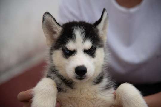 哈士奇幼犬