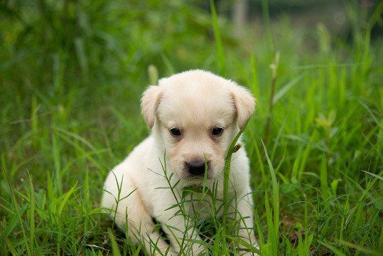 拉布拉多幼犬