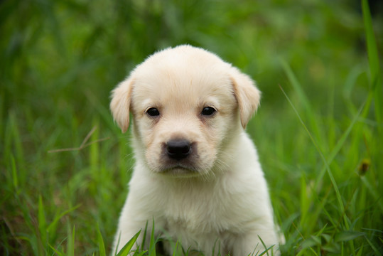 拉布拉多幼犬