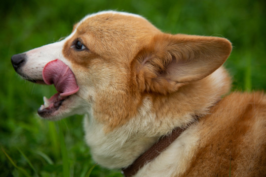 柯基犬