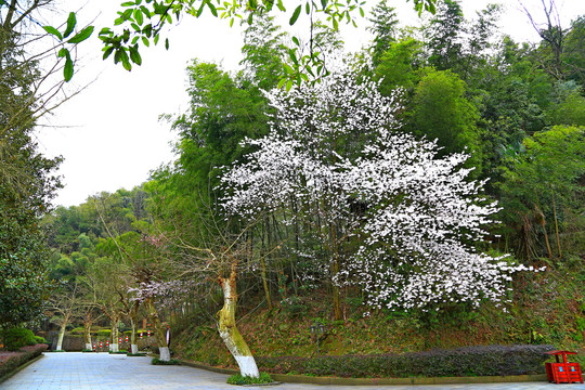 滴水洞