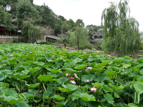 荷花池