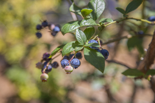 蓝莓树种植
