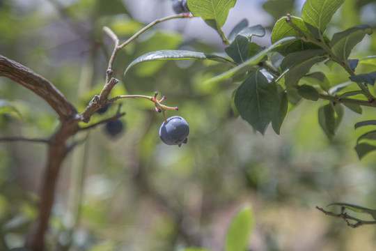 蓝莓树大棚种植采摘