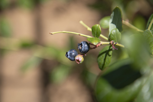 蓝莓树大棚种植采摘