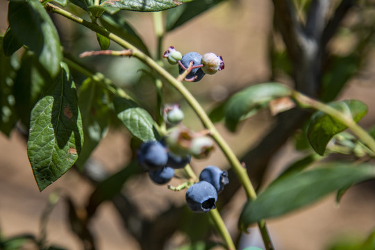 蓝莓树大棚种植采摘