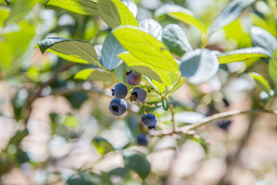 蓝莓树采摘