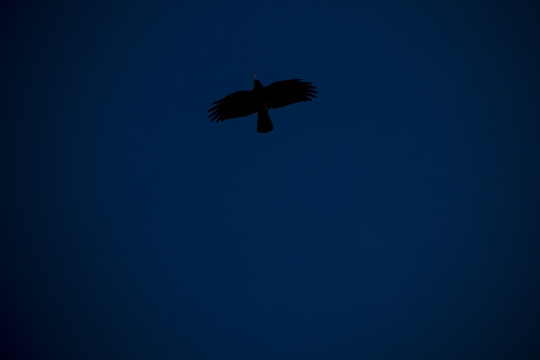 天空中的秃鹫