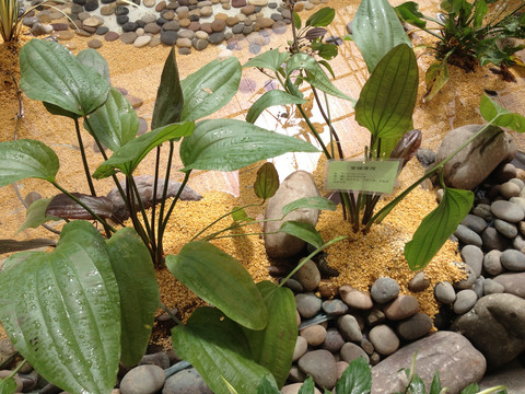 常见水生植物