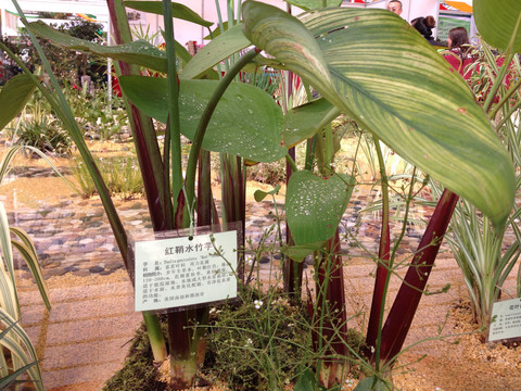 常见水生植物