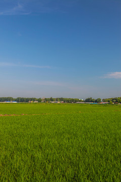 稻田地