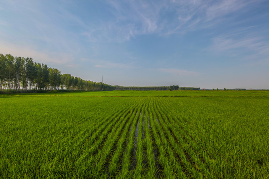 稻田地