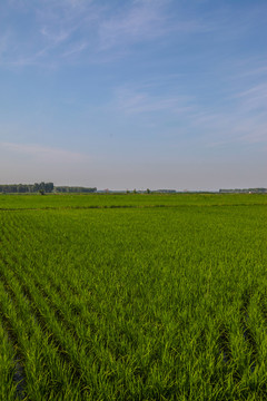 稻田地