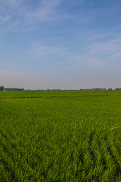 稻田地