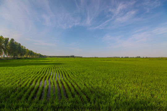 稻田地