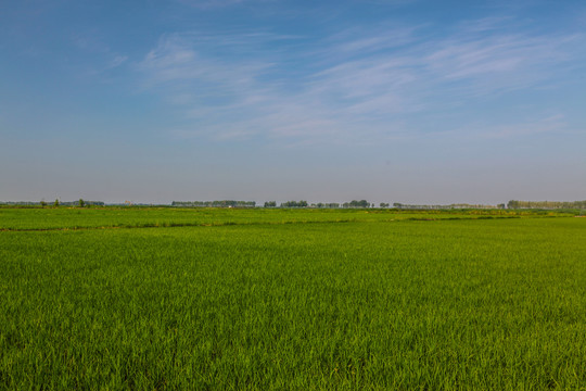 稻田地