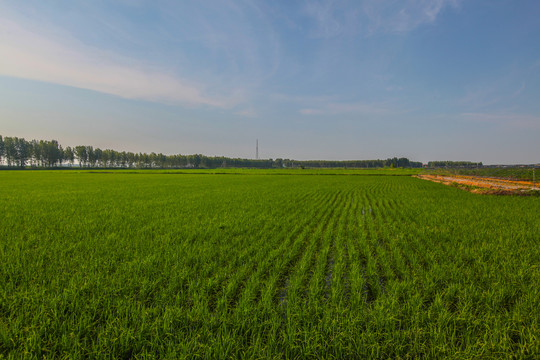 稻田地