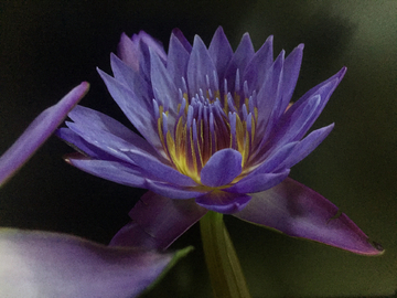 紫睡莲